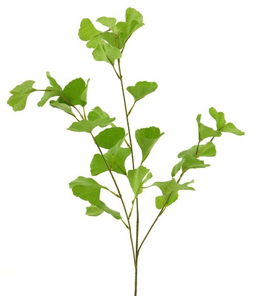 Kunstbloem Gingko spray green, 90 cm
